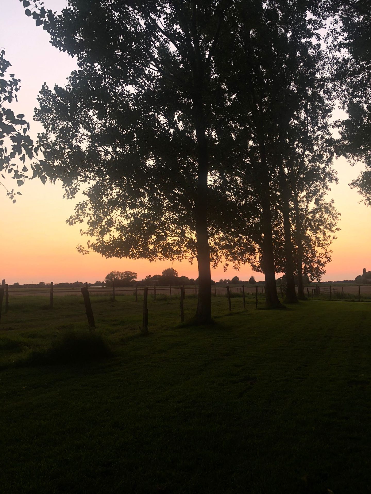 Prairie et alignement d'arbres au coucher du soleil